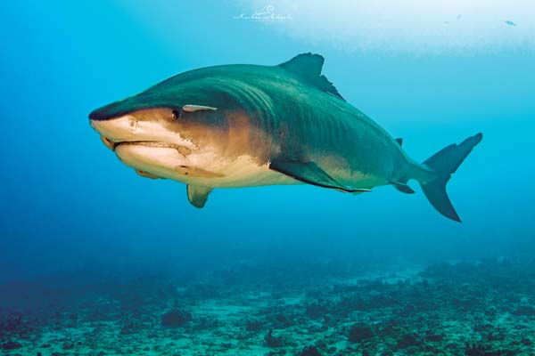 Adopt A Tiger Shark — Shark Research Institute